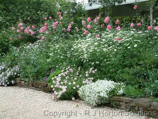 Border Perennials roses 